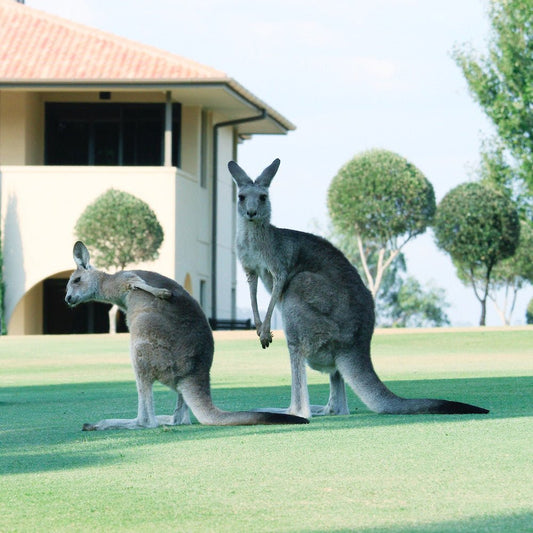 Australian Trivia Quiz Questions - Part 2 - Clare Makes